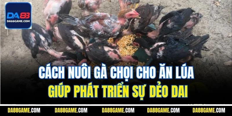 Cách nuôi gà chọi cho ăn lúa giúp phát triển sự dẻo daiCách nuôi gà chọi cho ăn lúa giúp phát triển sự dẻo dai
