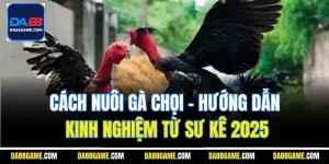 Cách Nuôi Gà Chọi - Hướng Dẫn Kinh Nghiệm Từ Sư Kê 2025