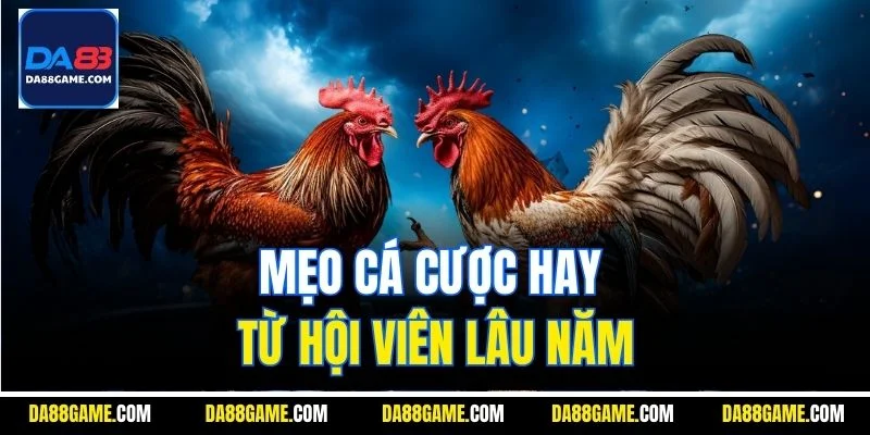 Mẹo cá cược hay từ hội viên lâu năm