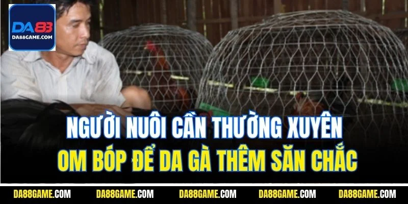 Người nuôi cần thường xuyên om bóp để da gà thêm săn chắc